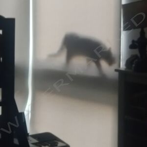 Limited Edition Signed And Numbered Archival Print "SPOOK" 24x18 MCM